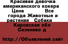 Красивая девочка американского кокера › Цена ­ 35 000 - Все города Животные и растения » Собаки   . Кировская обл.,Сезенево д.